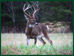 Buy wild apple trees for your wildlife habitat. Purchase apples for deer hunting