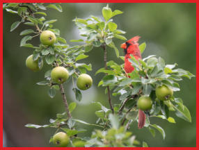 Maintain quality wildlife habitat on your property. North 40 Wild Apple Trees is located on the border of Northern Wisconsin and Upper Pensinsula of Michigan.