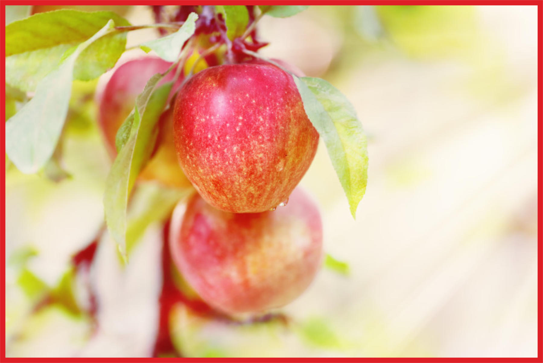 How to Order at North Forty Wild Apple Trees Kingsford MI